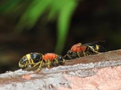 Odontomutilla uranioides