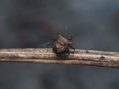 Aeschrocoris ceylonicus