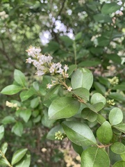 Ligustrum