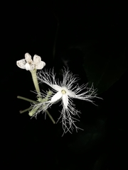 Trichosanthes cucumerina