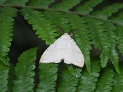 Lymantria xylina