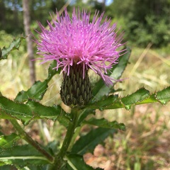 Cirsium repandum