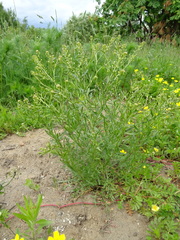 Tripleurospermum inodorum