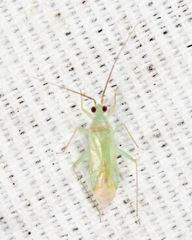 Blepharidopterus provancheri