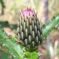 Cirsium repandum