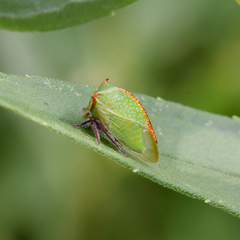 Hadrophallus bubalus