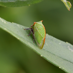 Hadrophallus bubalus