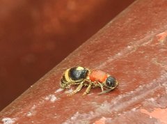 Odontomutilla uranioides