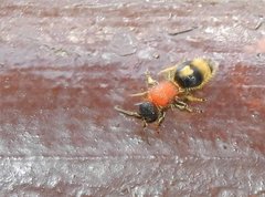 Odontomutilla uranioides