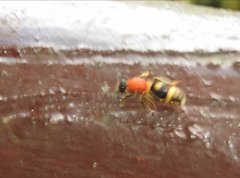 Odontomutilla uranioides