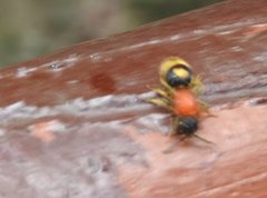 Odontomutilla uranioides