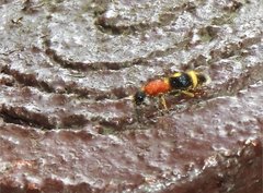 Odontomutilla uranioides