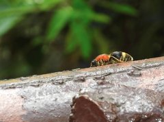 Odontomutilla uranioides