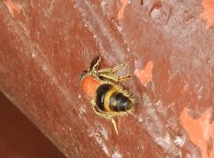 Odontomutilla uranioides