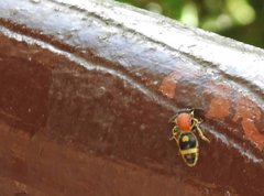 Odontomutilla uranioides