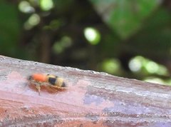 Odontomutilla uranioides