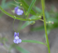 Neogaerrhinum strictum