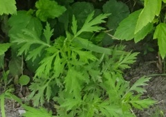 Artemisia vulgaris