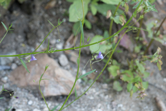 Neogaerrhinum strictum