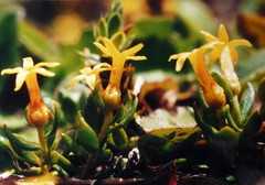 Stackhousia minima