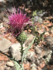 Cirsium ochrocentrum martinii