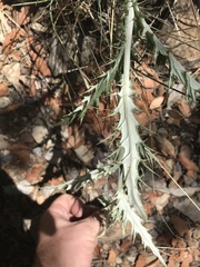Cirsium ochrocentrum martinii