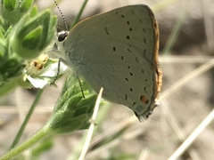 Satyrium sylvinus dryope
