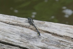 Gomphurus lineatifrons