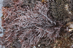 Prionitis lanceolata