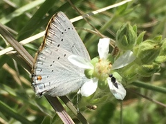 Satyrium sylvinus dryope