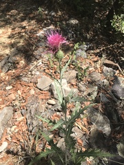 Cirsium ochrocentrum martinii