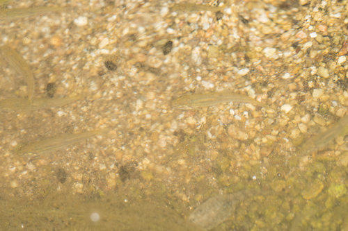 Rhinichthys gabrielino