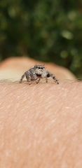 Phidippus adumbratus