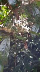 Pavetta hongkongensis