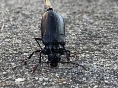Prionus laticollis