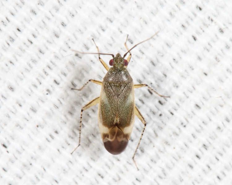 Plagiognathus brunneus