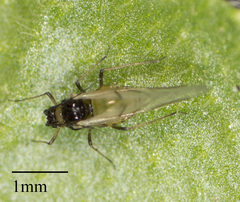 Lipaphis pseudobrassicae