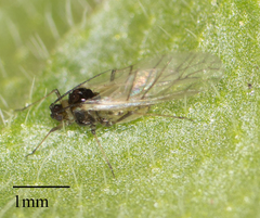 Lipaphis pseudobrassicae