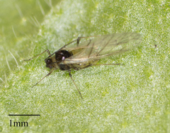 Lipaphis pseudobrassicae