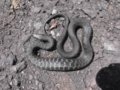 Thamnophis melanogaster
