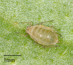 Lipaphis pseudobrassicae