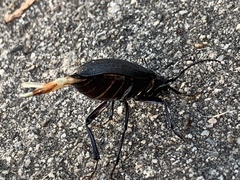 Prionus laticollis
