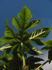 Vasconcellea pubescens