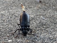 Prionus laticollis