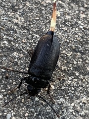 Prionus laticollis