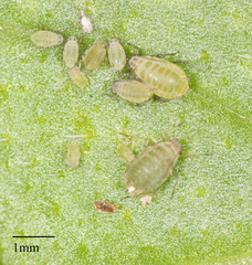 Lipaphis pseudobrassicae