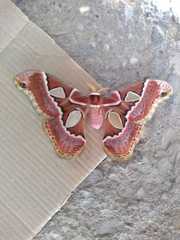 Rothschildia cinctus cinctus