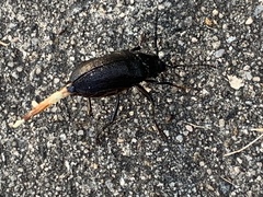 Prionus laticollis