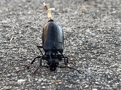 Prionus laticollis