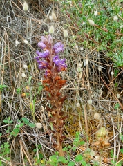 Phelipanche arenaria